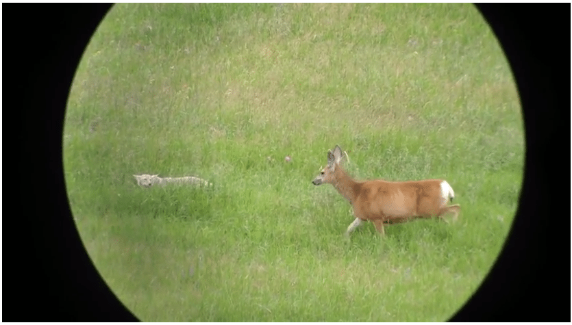 whitetail mothers