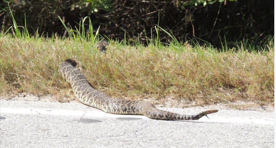 diamondback rattlesnake