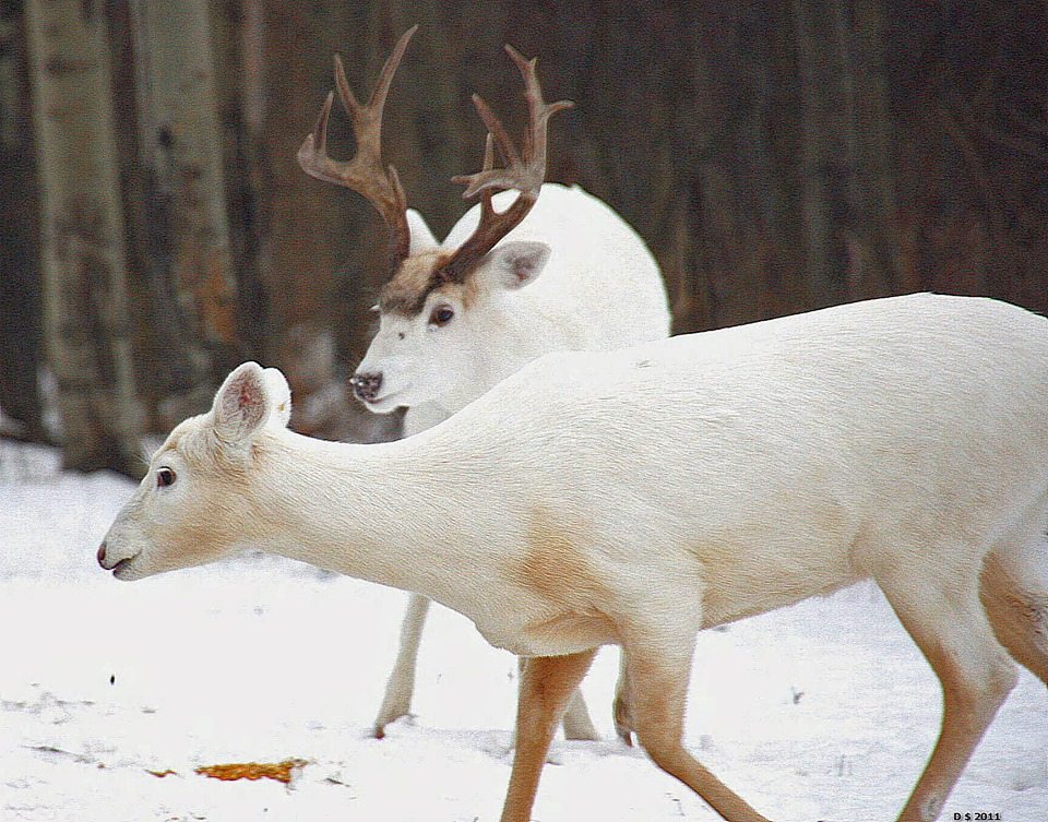 albino deer