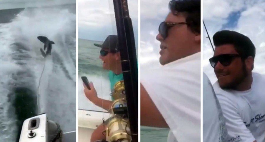shark dragging