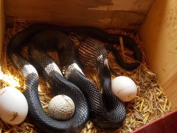 Snake In The Chicken Coop