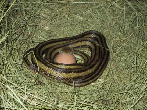 Snake Eating Egg