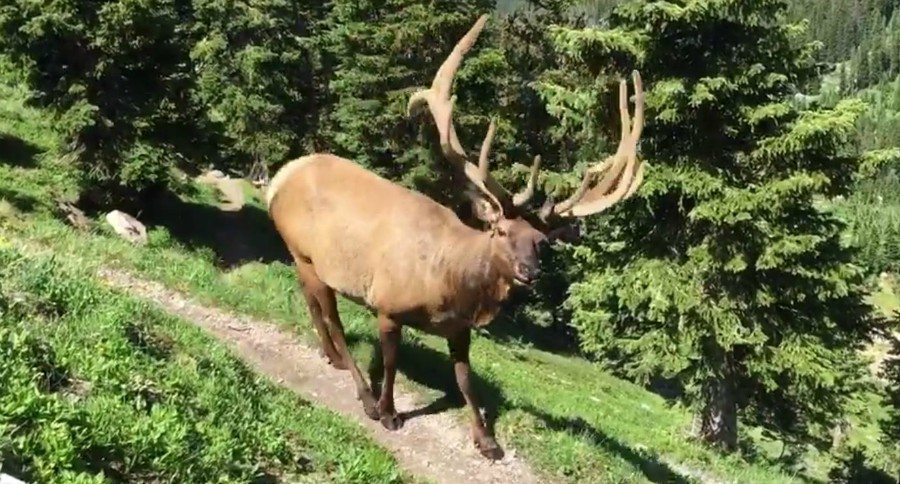 Velvet Elk Close Encounter