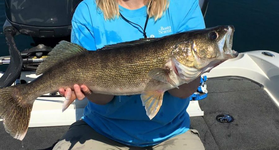 walleye