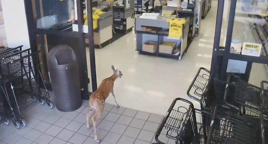 grocery store