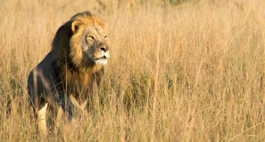 cecil the lion