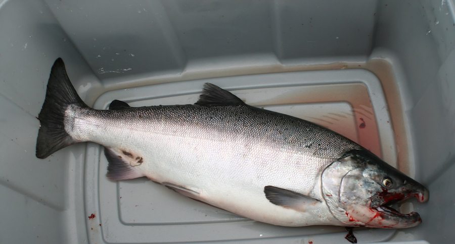 king salmon