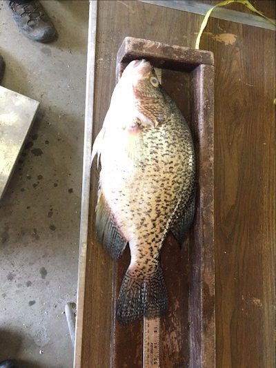 state record fish