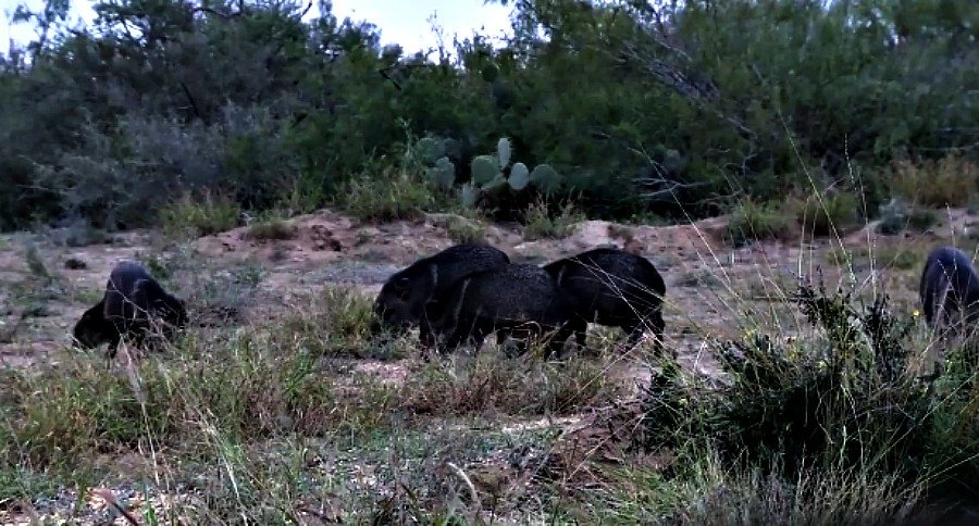 javelina