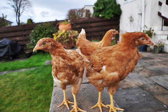 Backyard Chickens