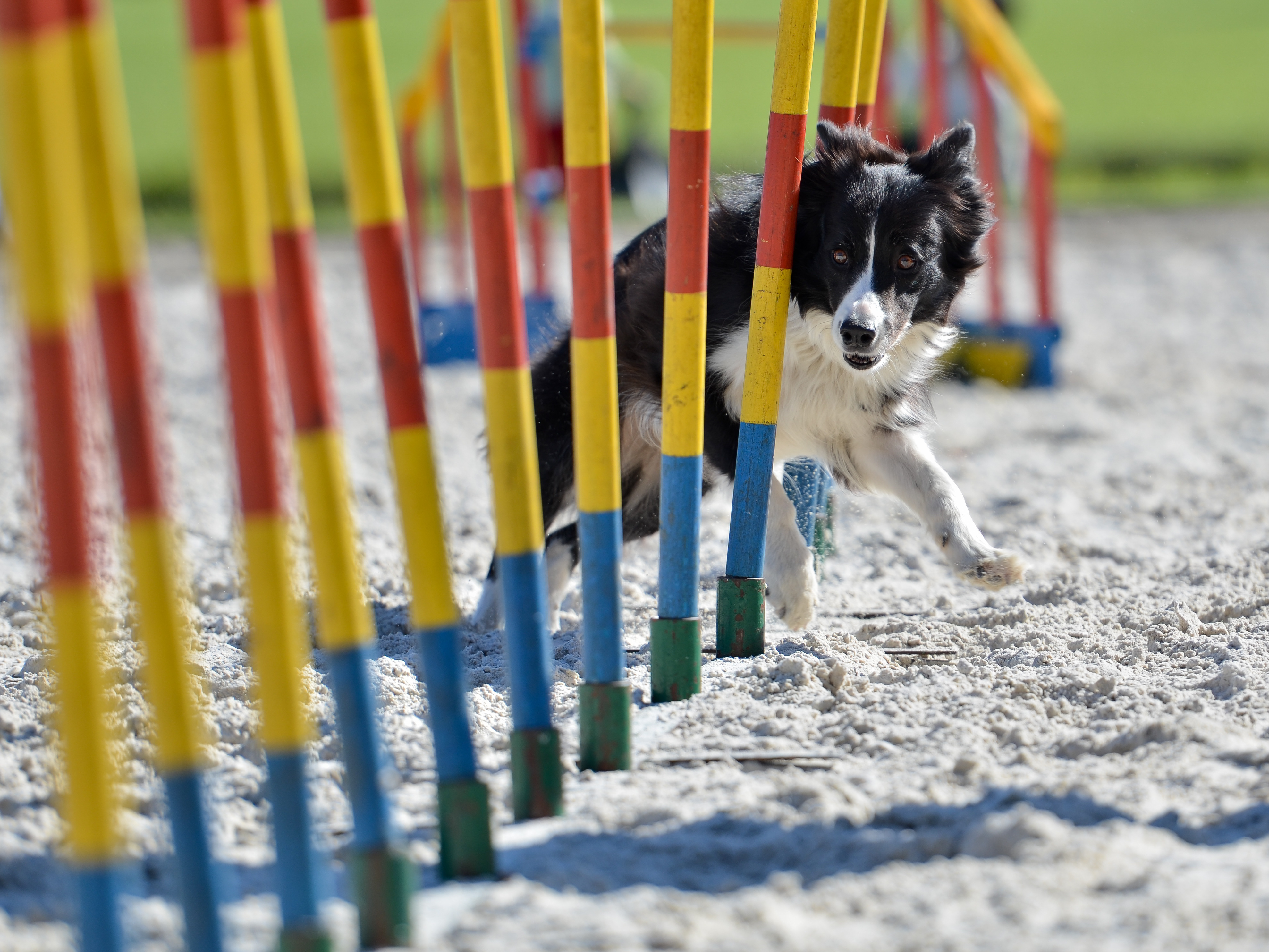 Border Collie Exercising