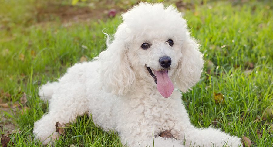 White poodle dog on a grass in a garden.