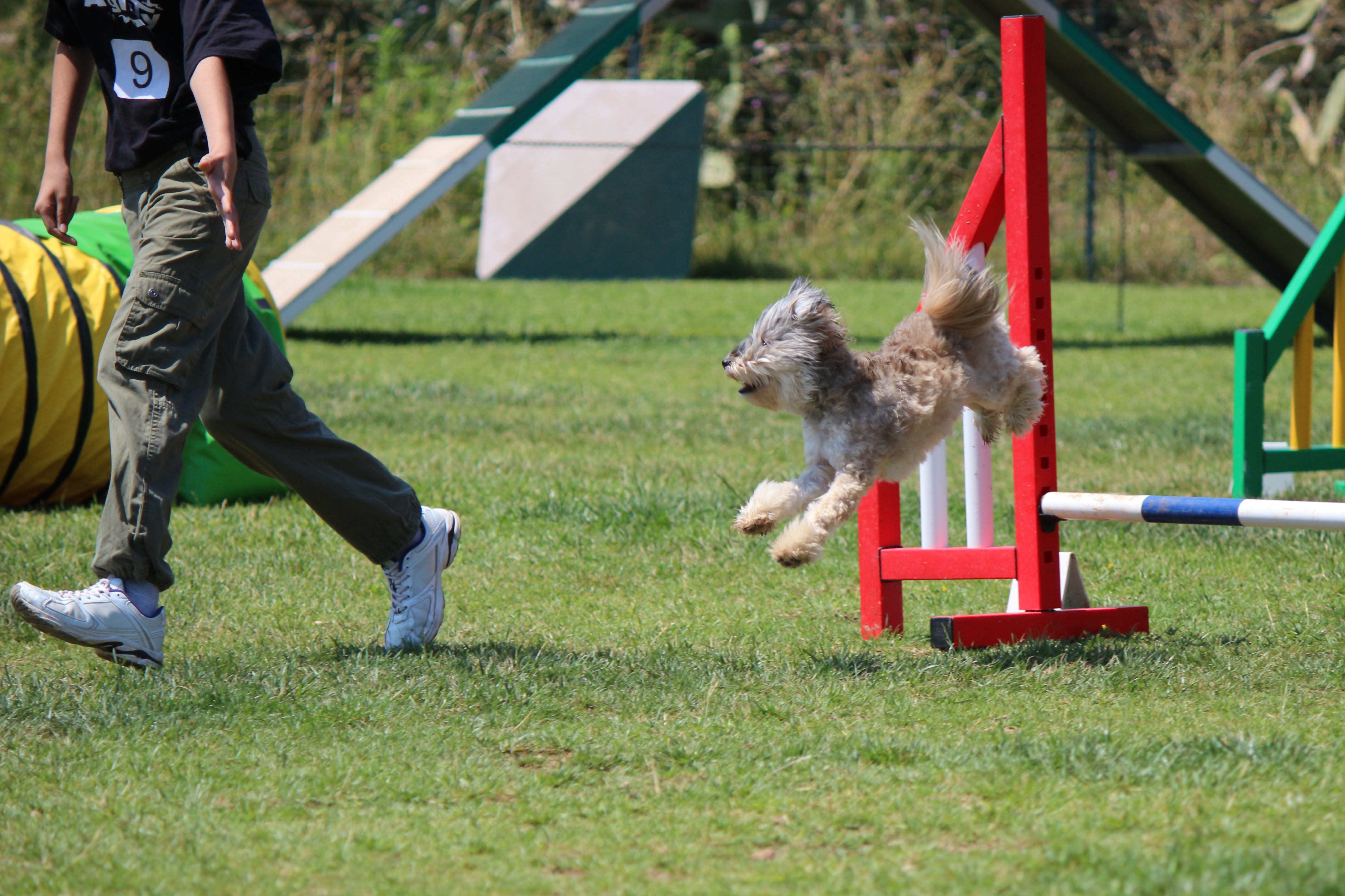 Dog Agility 