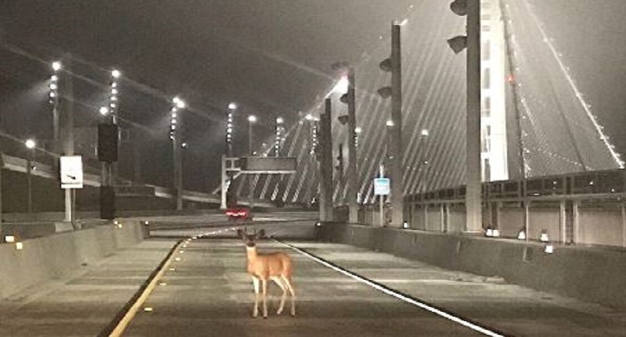 CHP Oakland