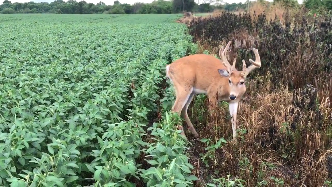 EHD
