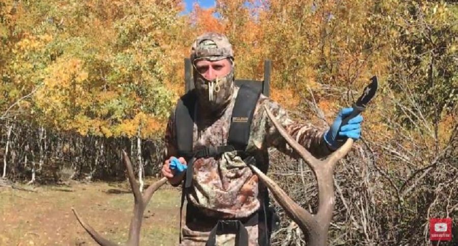 elk antlers