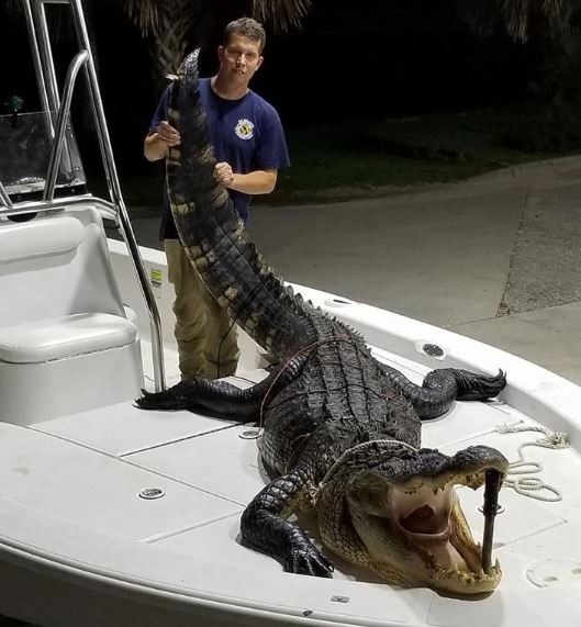 Florida gator