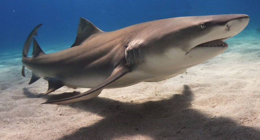 shark fishing