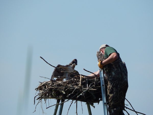 osprey chicks