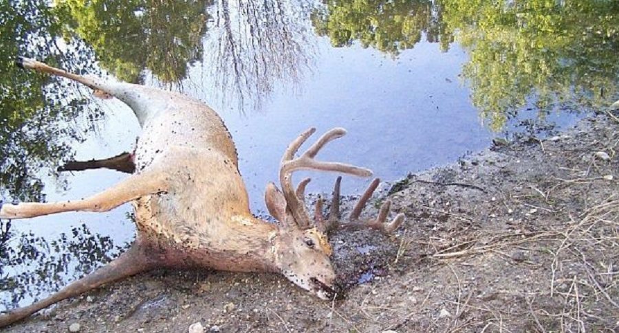 epizootic hemorrhagic disease