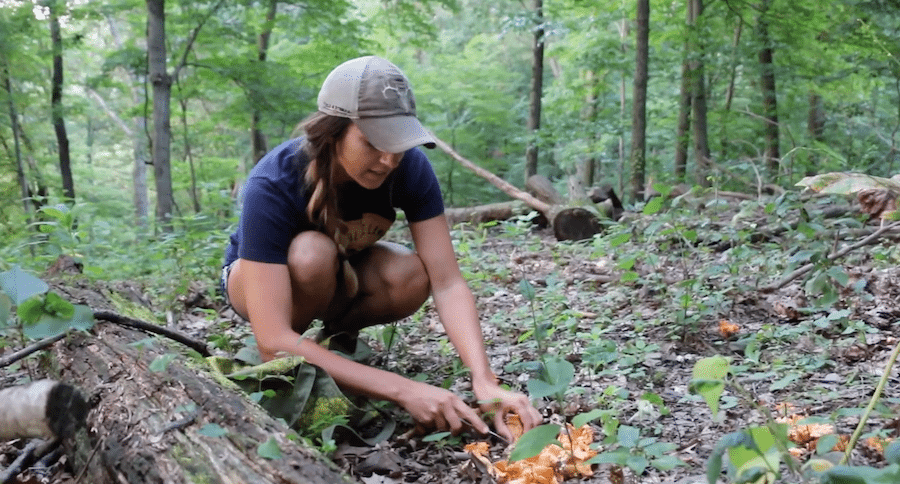 Chanterelle mushrooms