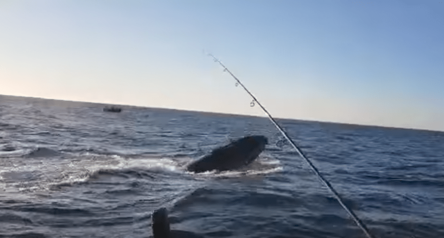 hook a humpback whale