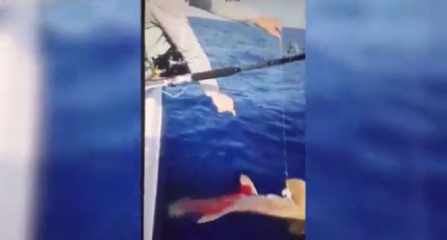 shark shooting video
