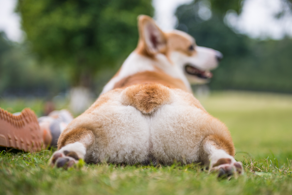 Splooting dog lays in the park.