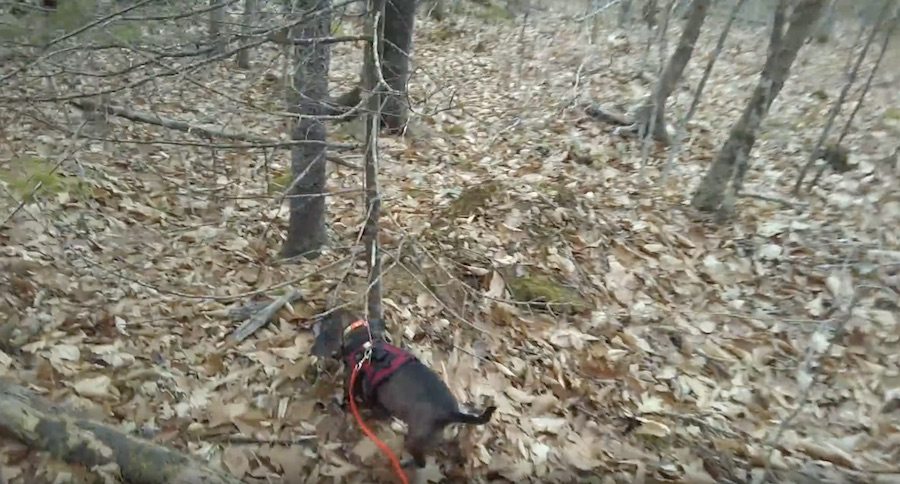 This Is How Fast A Good Tracking Dog Can Find A Wounded Deer
