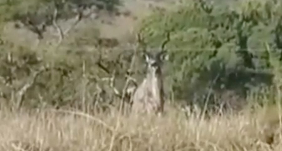 This Is Why You Don't Take Your Cell Phone On A Kudu Hunt