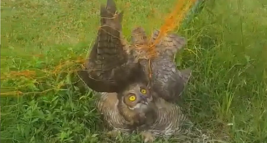 owl gets saved