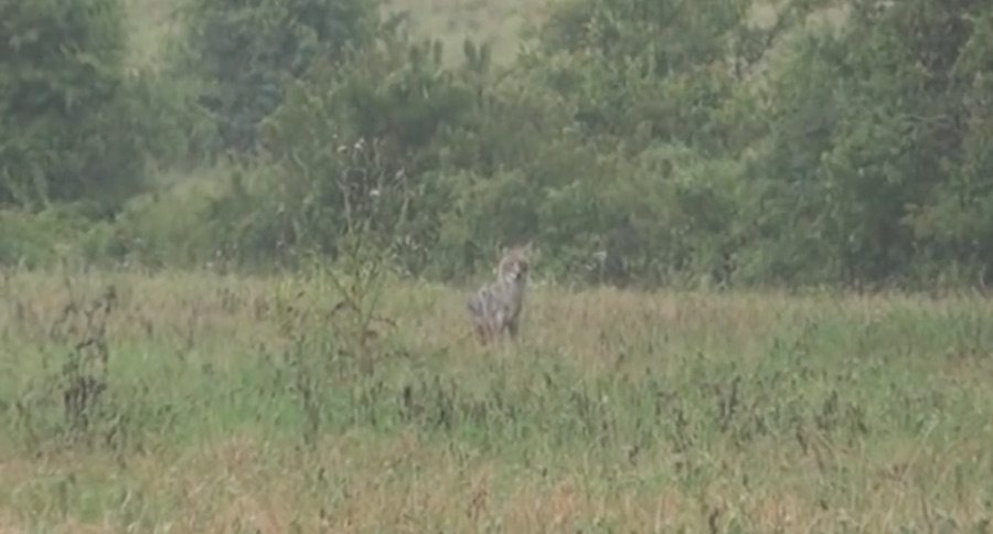 Will Coyotes Respond To A Hog Call?