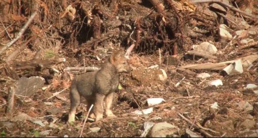 wolf pup