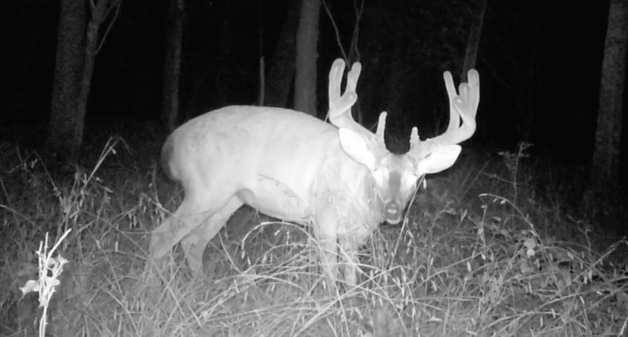 You Need To See How The Bayou Bowhunter's Incredible 2 Year Quest For This Monster 170 Buck In Louisiana Ended