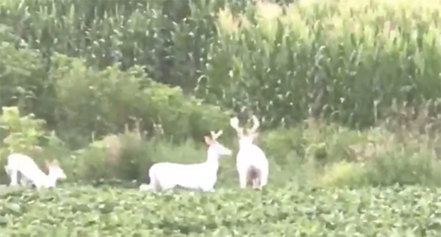 albino deer