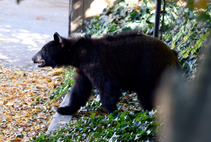 bear conflicts