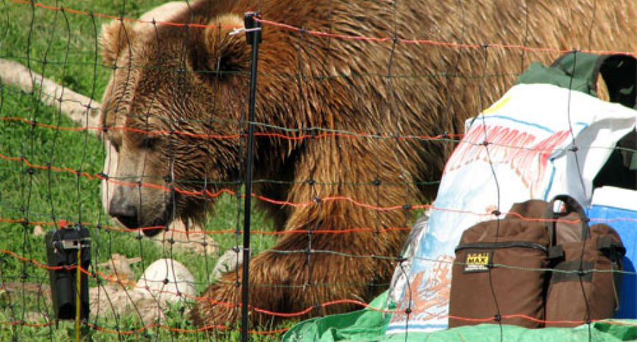 bear fence