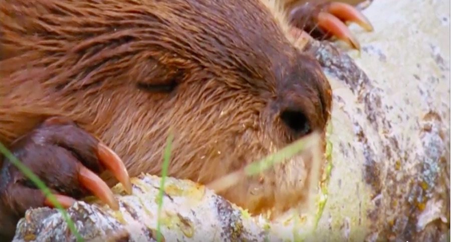 beavers