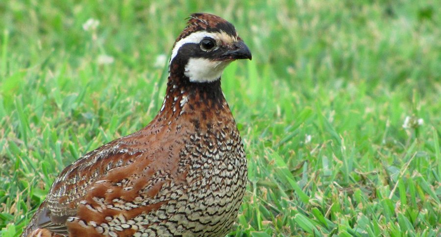 long island quail army