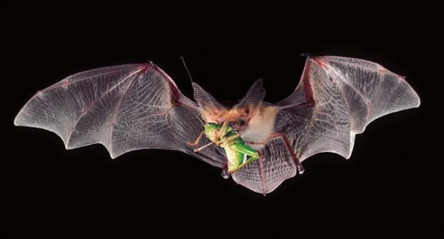 bats