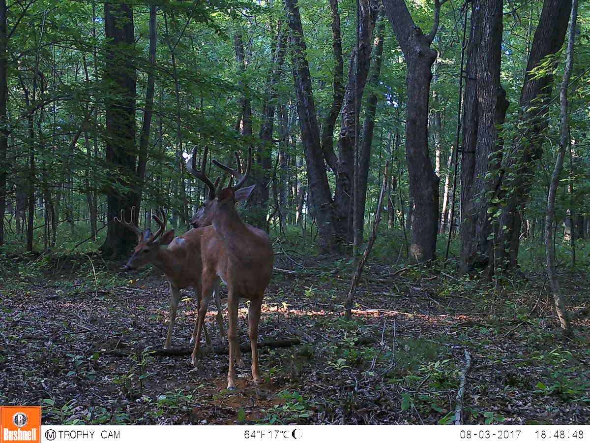 Bushnell Trophy Cam HD 24mp