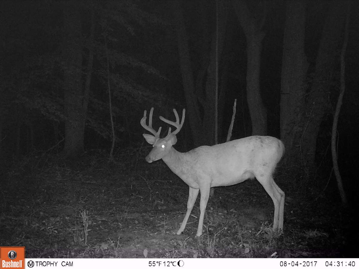 bushnell 24mp trophy cam hd