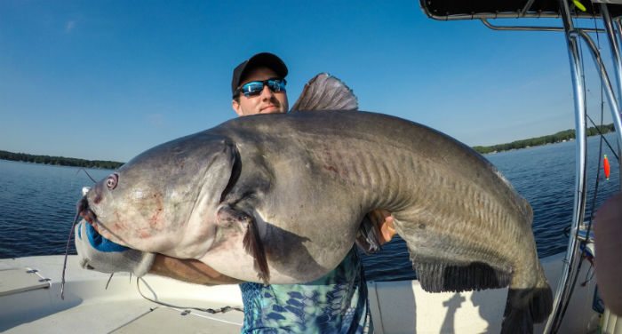 blue catfish