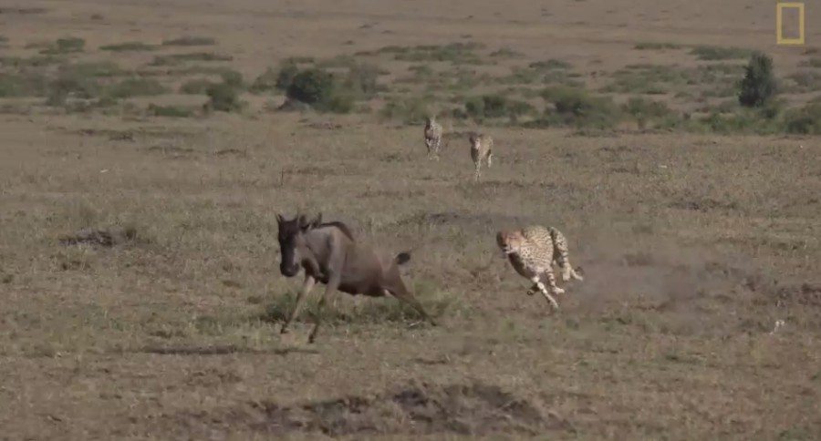 cheetah versus wildebeest