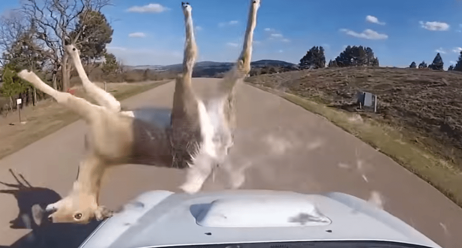 animals versus vehicles
