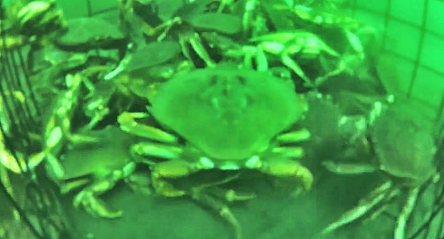 crab trap