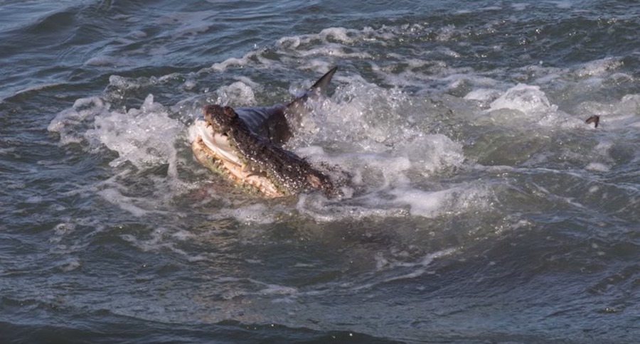 saltwater crocodile
