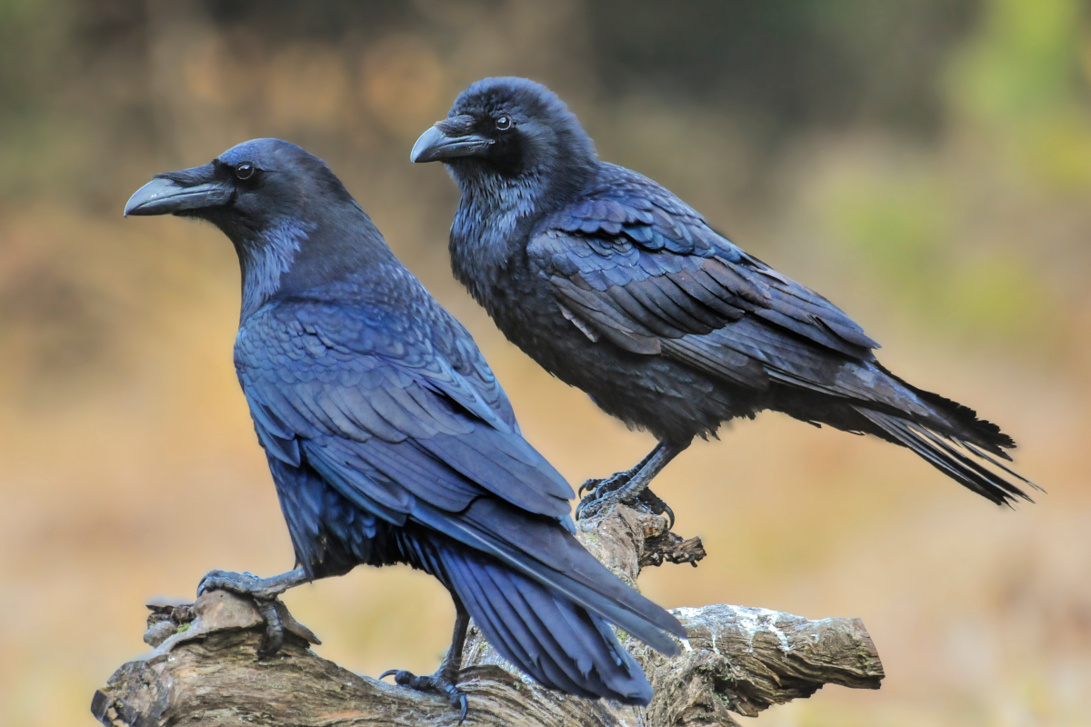 Crow