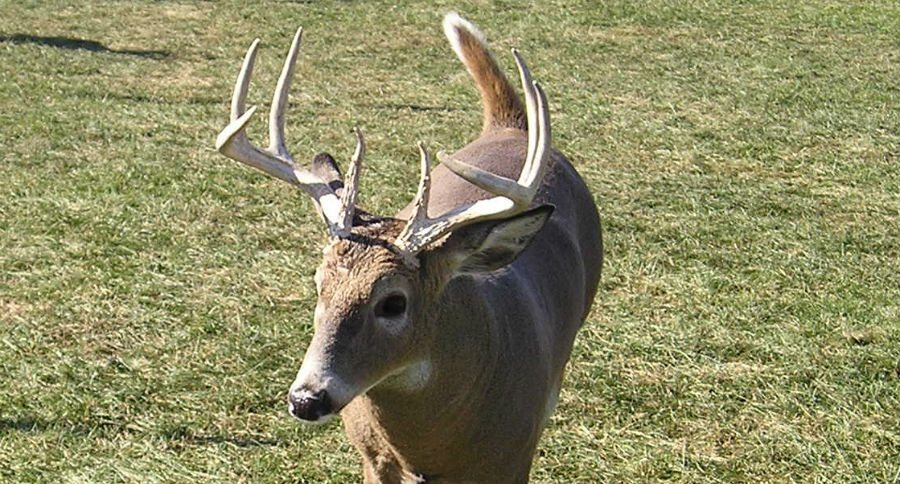 cwd