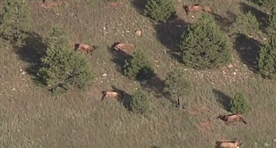 100 dead New Mexico elk
